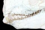 Oreodont (Eporeodon) Skull - South Dakota #77816-3